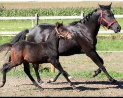 Zuchtstute WhyNot Sierra (Deutsches Reitpony, 2010, von Schoenbrunn Lario)