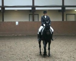 dressage horse Armani di Cento (Westphalian, 2000, from Arpeggio)