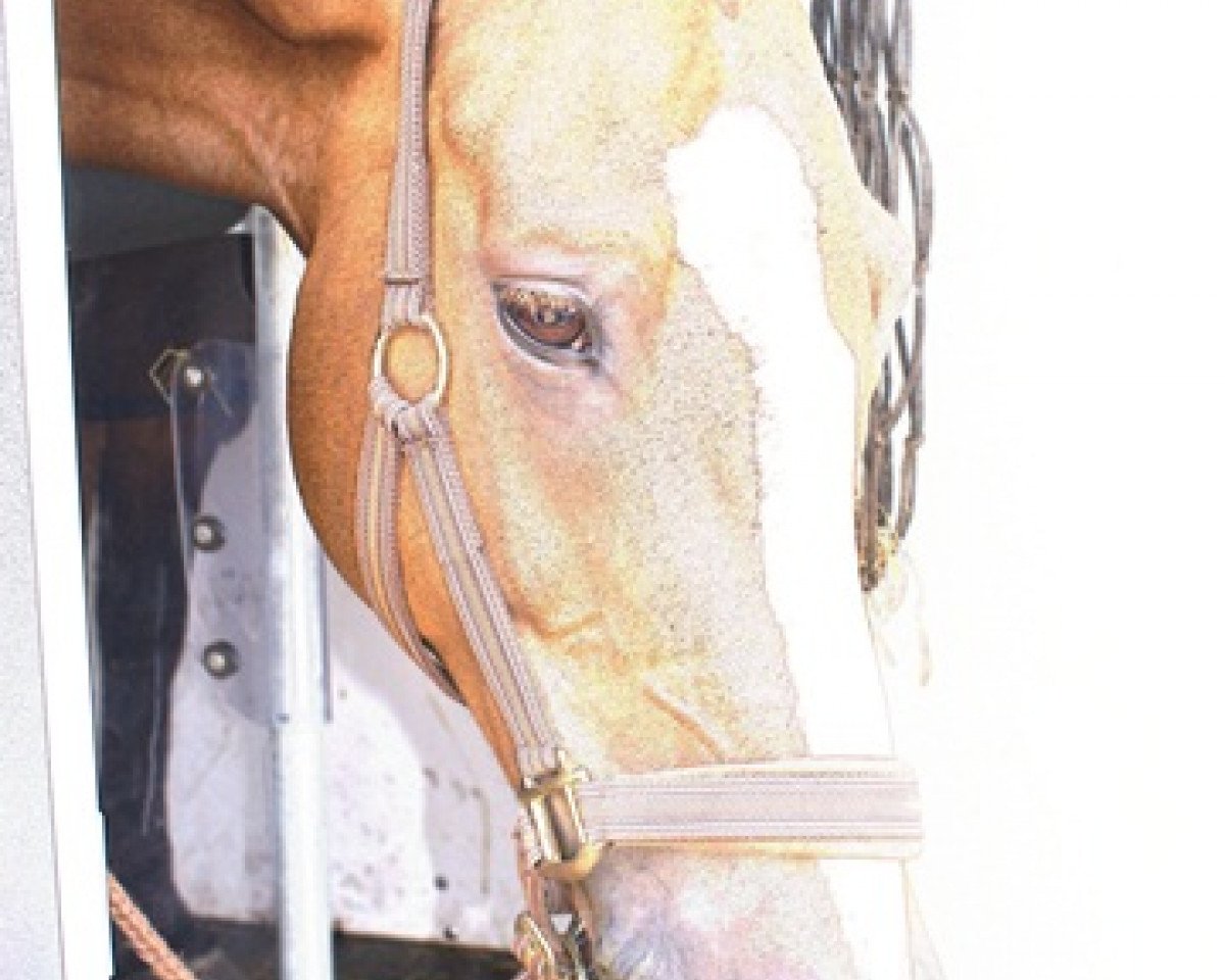 Springpferd Brilon (Deutsches Reitpony, 1997, von Brillant)