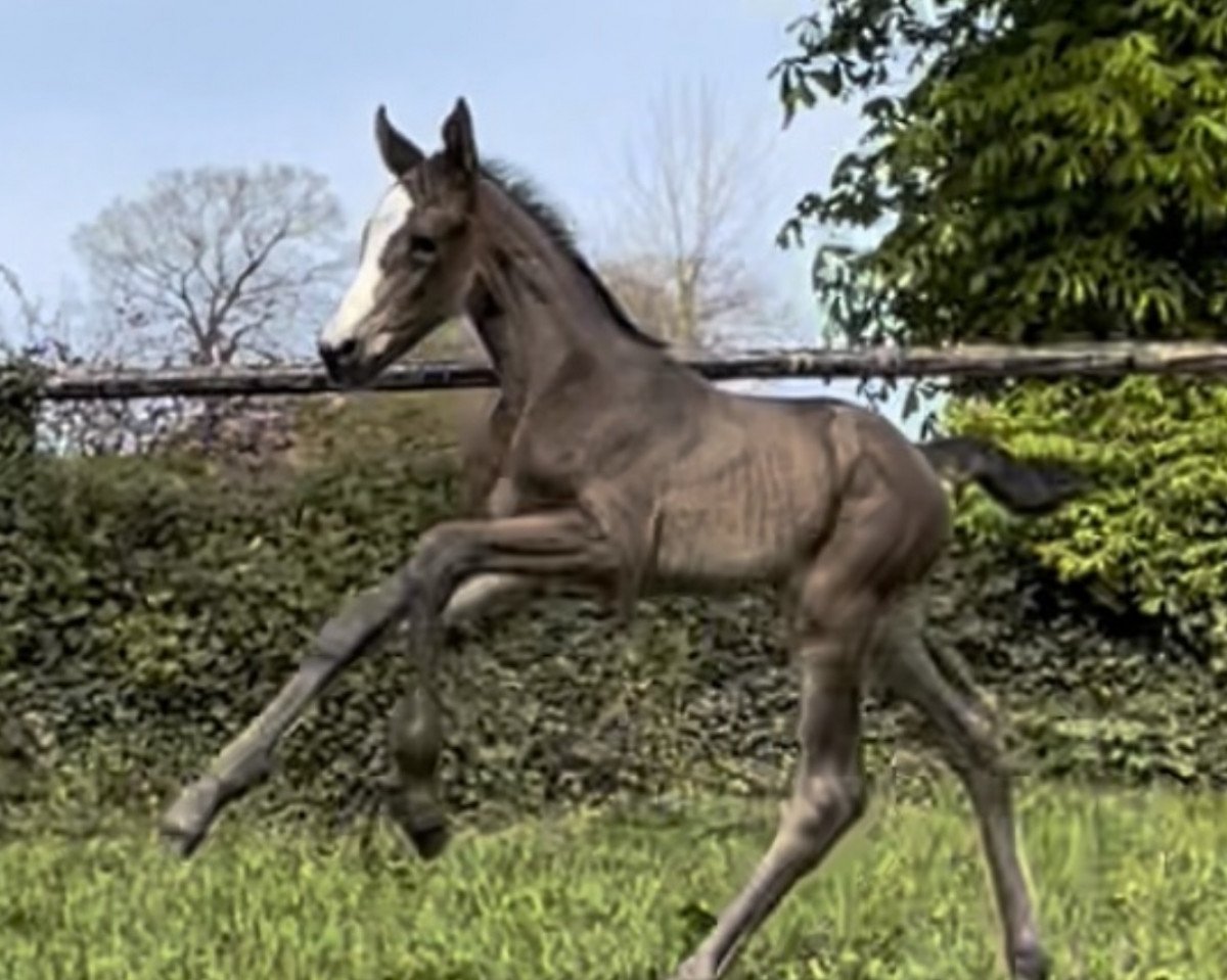 Springpferd Primera (Holsteiner, 2022, von Chezarro)