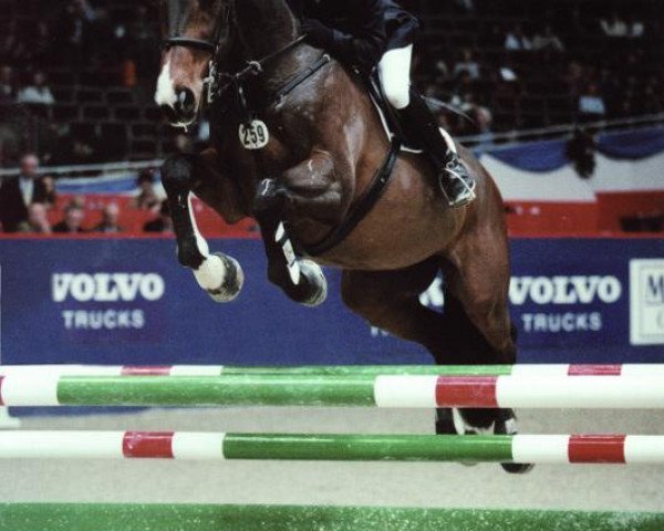 horse Sprehe Winsor (Rhinelander, 1983, from Waechter)