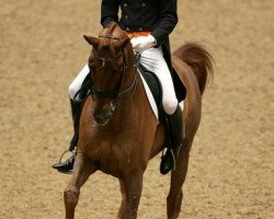 broodmare Exquis Nadine (KWPN (Royal Dutch Sporthorse), 1995, from Partout)