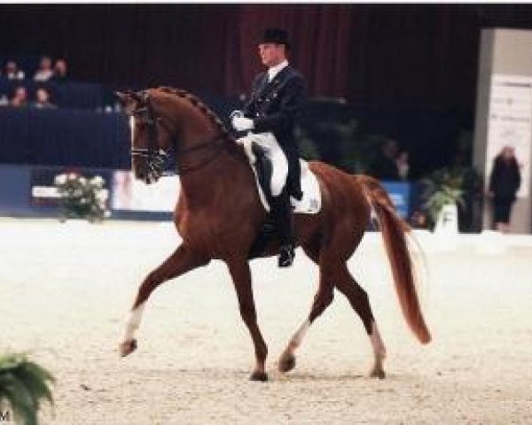 Pferd Moedwil (Koninklijk Warmbloed Paardenstamboek Nederland (KWPN), 1994, von Goodwill)