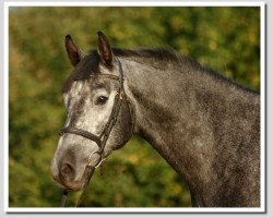 Springpferd Kohinoor (Trakehner, 2004, von Arc de Triomphe)