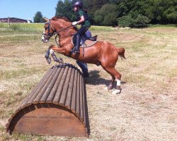 jumper Mondy 20 (German Riding Pony, 1996, from Marsstern)