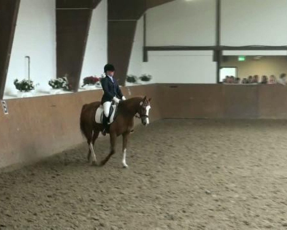 dressage horse Kommissar Knulli (German Riding Pony, 1998, from Kaiser Konrad)
