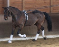 dressage horse Don (German Riding Pony, 1995, from Dressman)