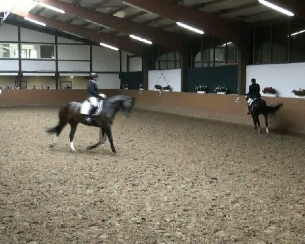 Dressurpferd Mia Cara B (Westfale, 2002, von Multistar)