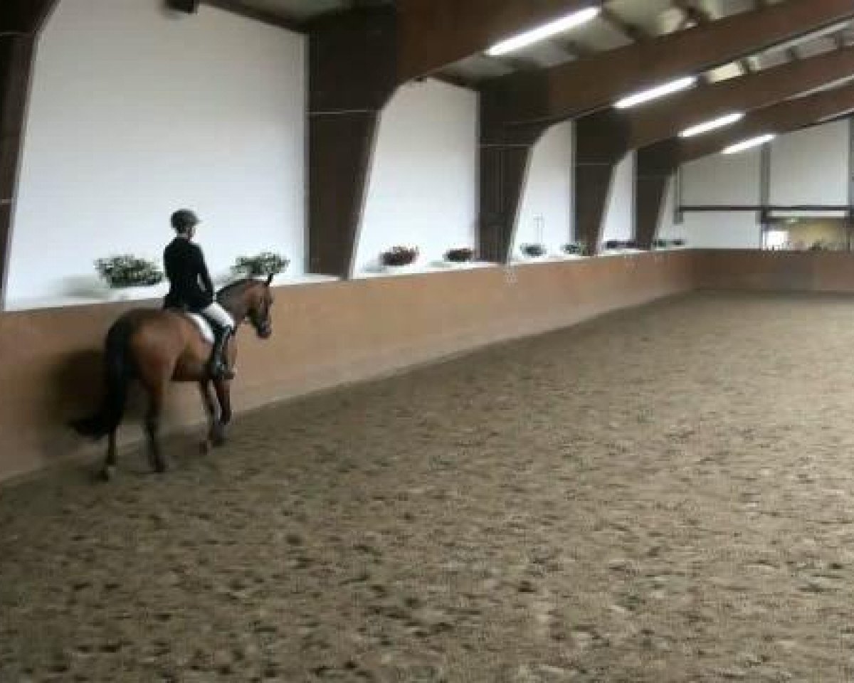 Dressurpferd Leonidas 109 (Holsteiner, 2004, von Licanto)