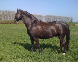 dressage horse Zeitgeist 3 (Hessian Warmblood, 1997, from Zabou)