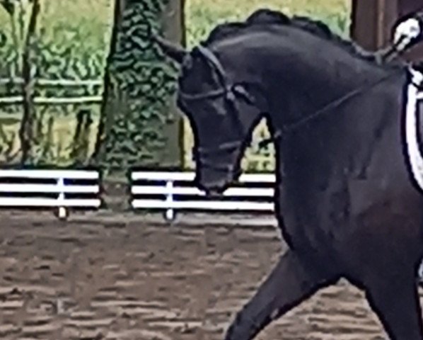 dressage horse Darling Hiro (Westphalian, 2015, from Don Nobless)