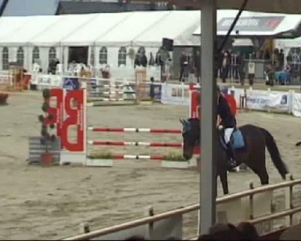 jumper Peppino 145 (Westphalian, 2003, from Potential)