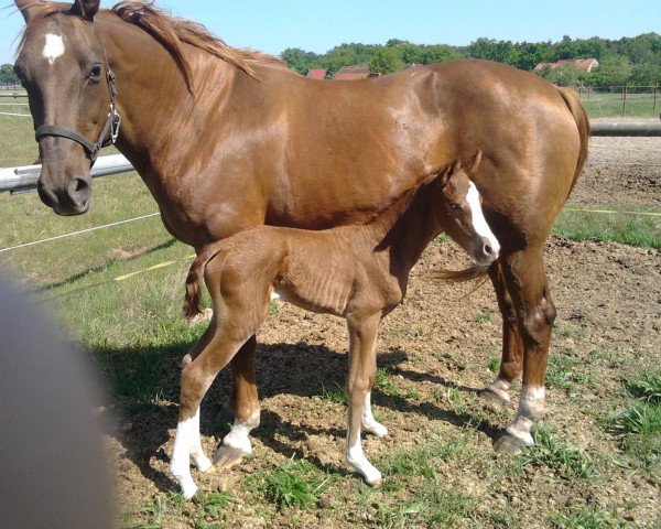 broodmare Felbe (Brandenburg, 1998, from Farinelli)