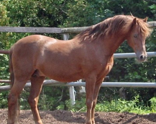 stallion Schoenbrunn Lario (Welsh-Pony (Section B), 1988, from Twycross Charme)