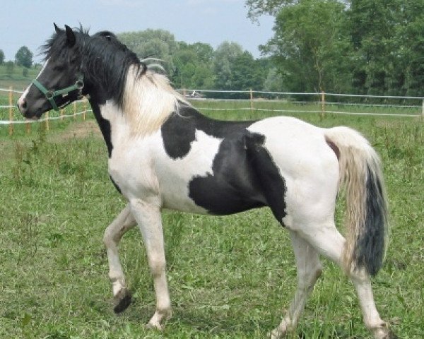 stallion Spirit (Lewitzer, 2004, from Shamani)