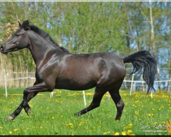 broodmare WhyNot Siena (German Riding Pony, 2006, from FS Pontiac)