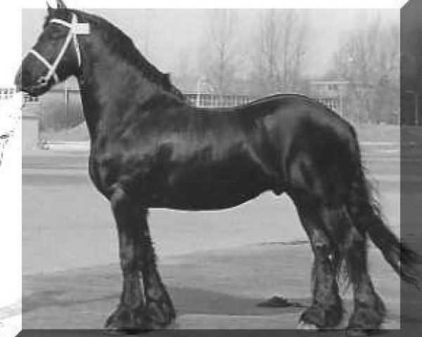 stallion Hearke 254 (KWPN (Royal Dutch Sporthorse), 1973, from Mark 232)