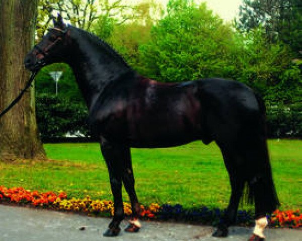 dressage horse D'Olympic (Oldenburg, 1994, from Donnerhall)