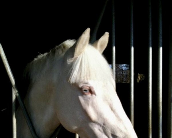 dressage horse Golden Heino (German Riding Pony, 2006, from FS Golden Moonlight)