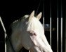 Dressurpferd Golden Heino (Deutsches Reitpony, 2006, von FS Golden Moonlight)