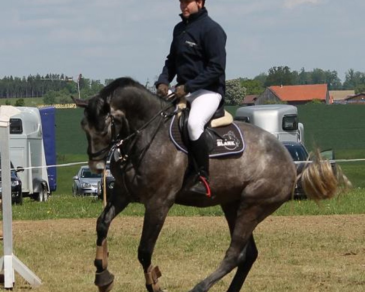 Springpferd Carinjo 26 (Württemberger, 2008, von Calico 8)