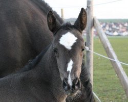 dressage horse Quit Playing F (Württemberger, 2012, from Quintino)