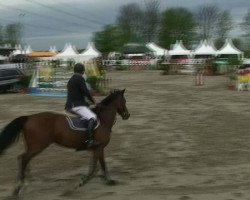 jumper Loulu M (Oldenburg, 2006, from Ludwig von Bayern 168 FIN)
