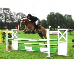 Zuchtstute Söl'rings Celine (6,25% ox) (Haflinger, 2002, von Starskie)