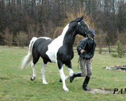 stallion Pamir (Little-Poland (malopolska), 1991, from Polaris)