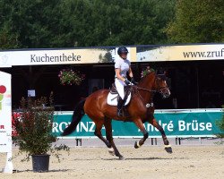 jumper Coco Casalla (Oldenburg show jumper, 2017, from Casallco)