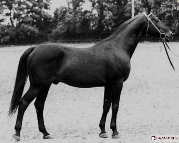 stallion Barak x (Anglo-Arabs, 1963, from Marten AA)