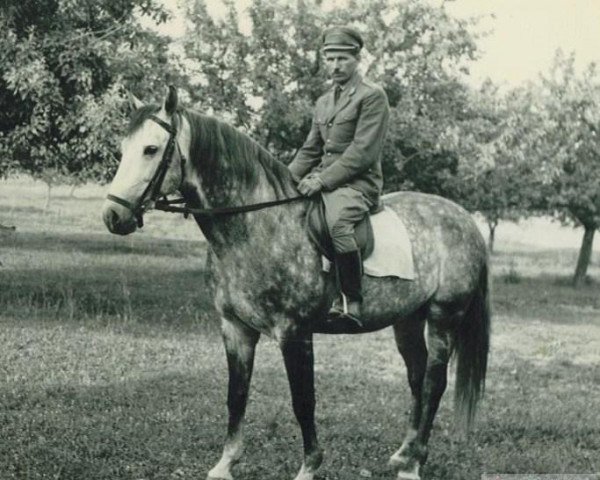 stallion Fanatyk x (Anglo-Arabs, 1959, from Błyszcz AA)