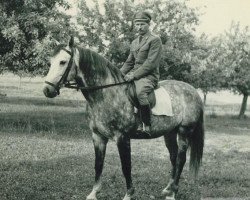 Deckhengst Fanatyk x (Anglo-Araber, 1959, von Błyszcz AA)