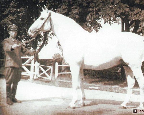 stallion Błyszcz AA (polish noble half-breed, 1948, from Łabędzi Śpiew)