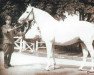 stallion Błyszcz AA (polish noble half-breed, 1948, from Łabędzi Śpiew)