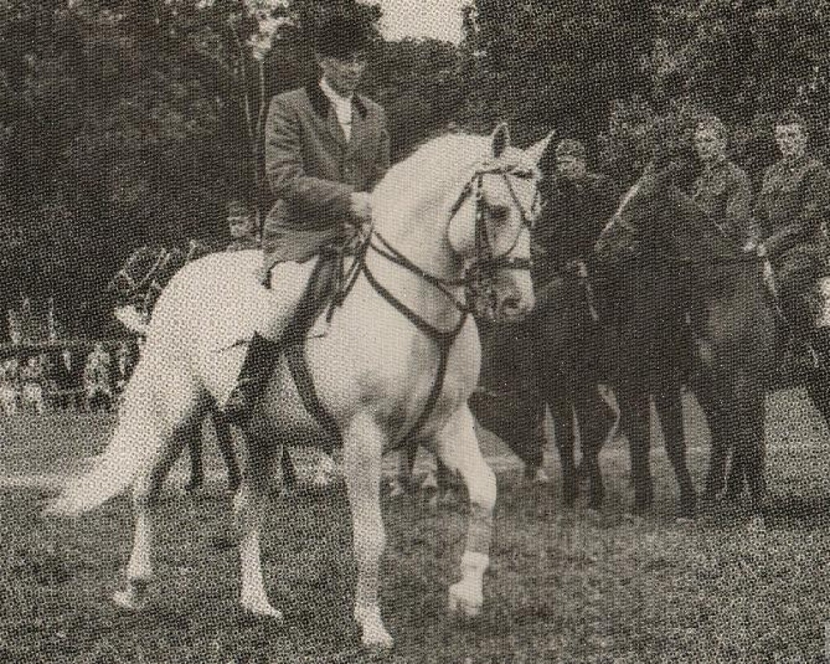 stallion Błyszcz AA (polish noble half-breed, 1948, from Łabędzi Śpiew)