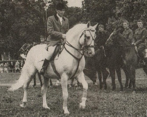 stallion Błyszcz AA (polish noble half-breed, 1948, from Łabędzi Śpiew)