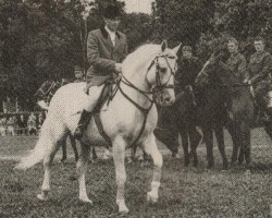 Deckhengst Błyszcz AA (Polnisches edles Halbblut, 1948, von Łabędzi Śpiew)