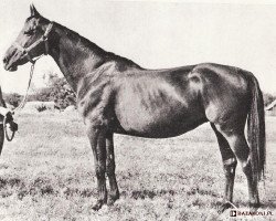 broodmare Fantastka x (Anglo-Arabs, 1953, from Equator x)