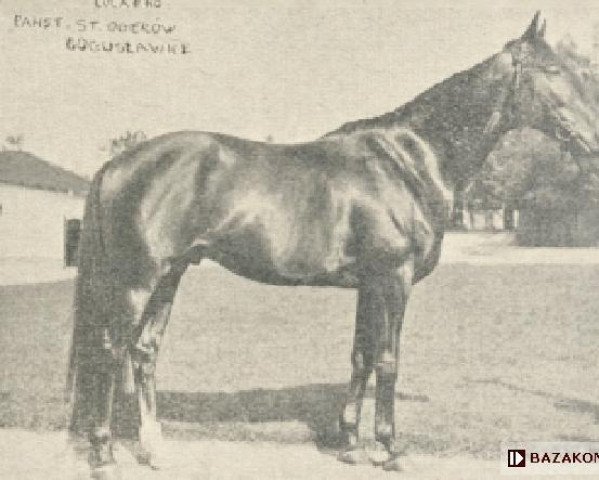 stallion Locarno (Little-Poland (malopolska), 1929, from Svengali xx)