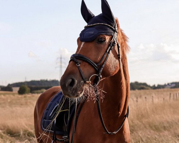 dressage horse Sambita (Hanoverian, 2016, from Sir Heinrich OLD)