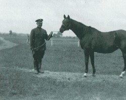 broodmare Amurath-Gidran 10 (Arab half breed / Partbred, 1906, from Amurath Gidran)