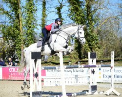 jumper Geronimo Marc (Hanoverian, 2015, from Grey Top)