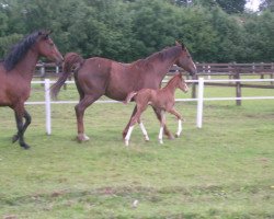 broodmare Wednesday K (Hanoverian, 1991, from Wenzel II)