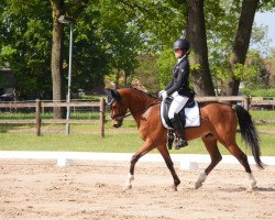 dressage horse Nanchos Nightlife (German Riding Pony, 2018, from Heidbergs Nancho Nova)