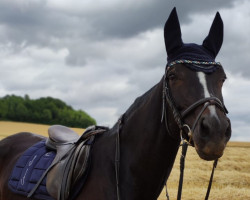 Pferd Easy Girl (Sächs.-Thür. Schweres Warmbl., 2004, von Legal Legend xx)