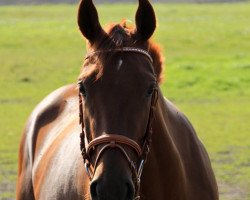 dressage horse Donna Bella (Hanoverian, 2008, from Dornenkönig)