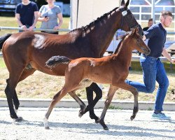 dressage horse Feldsternstaub (Oldenburg, 2022, from Destello OLD)