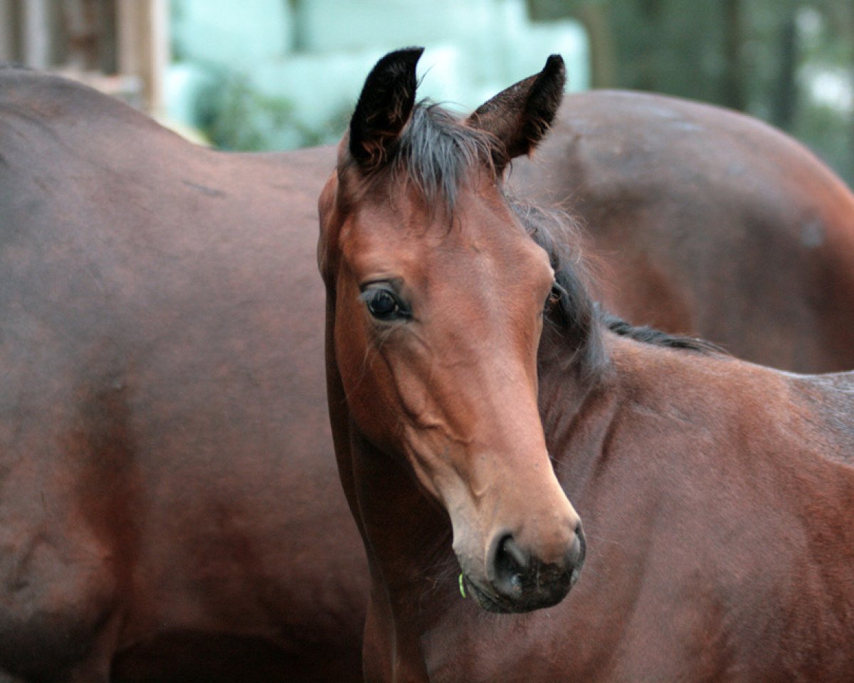 Dressurpferd Feldsternschnuppe (Oldenburger, 2020, von Blue Hors Baron)