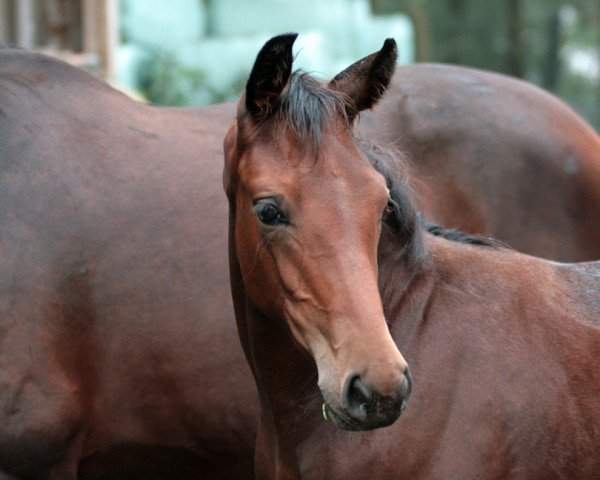 Dressurpferd Feldsternschnuppe (Oldenburger, 2020, von Baron)